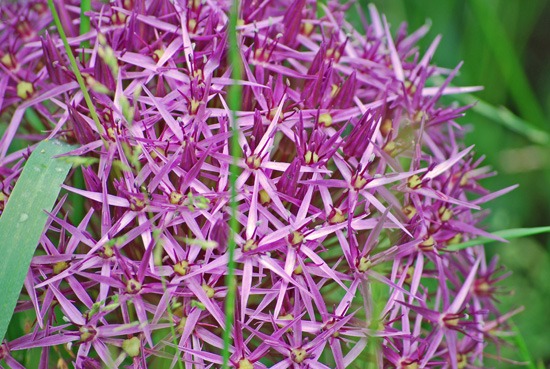 dsc 0343r