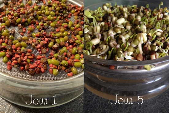 Graines en cours de germination