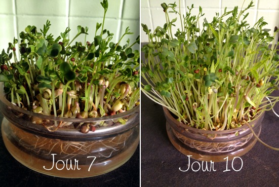 Graines en cours de germination