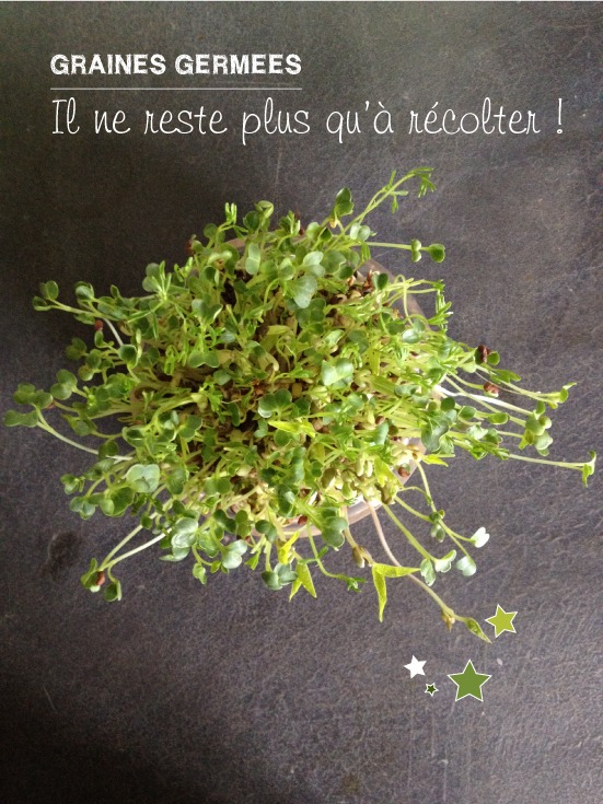 Graines germées