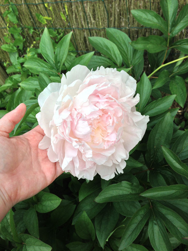 Pivoine