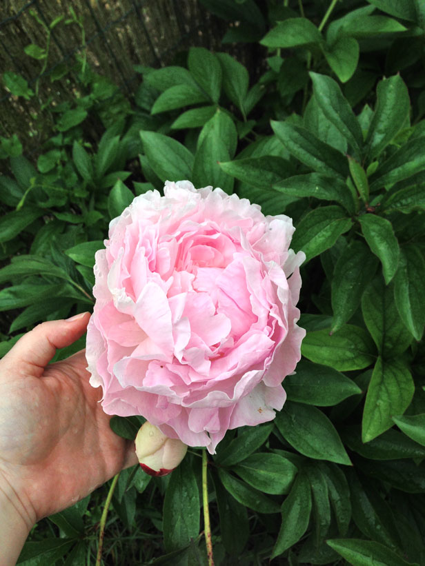 Pivoine