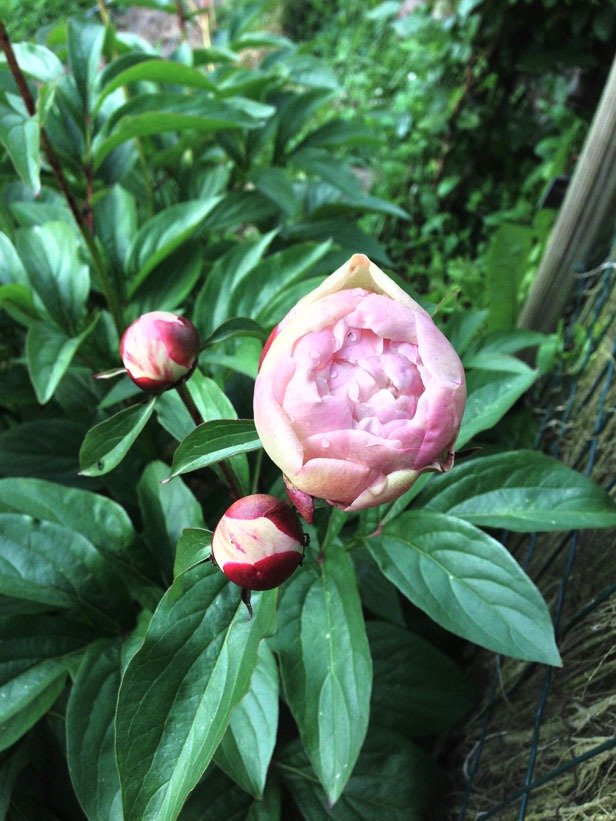 Pivoine