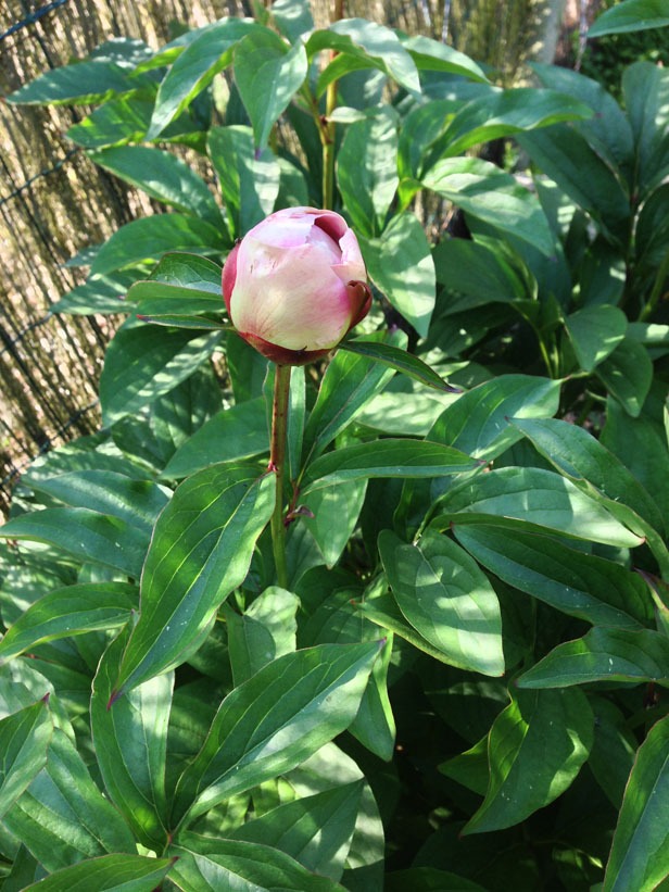 Pivoine