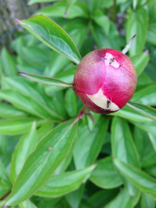 Pivoine