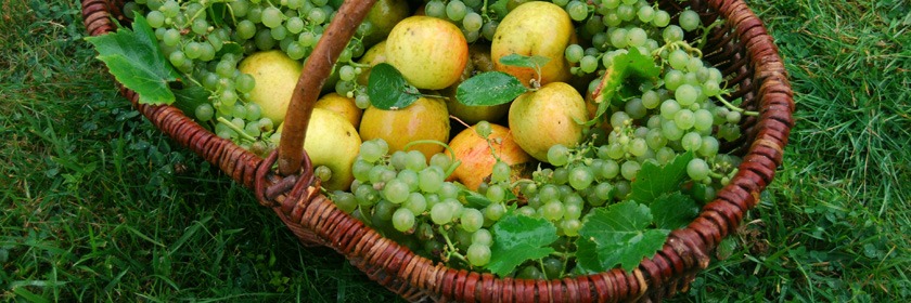 Panier en osier Kraftille sur herbe, remplit de raisin vert et pommes. Tampon gomme japonaise Hinodewashi artisanal, créatif.