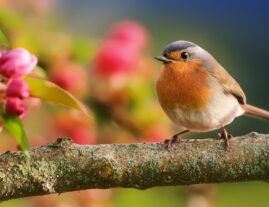 Les Nichoirs pour Oiseaux : Comment Choisir le Modèle Idéal pour Attirer les Espèces de Votre Jardin