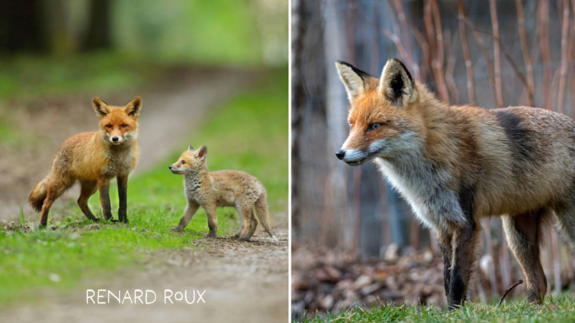 Découvrez Faune Alfort et protégez la faune sauvage 2 Faune Alfort 1 Kraftille Renard