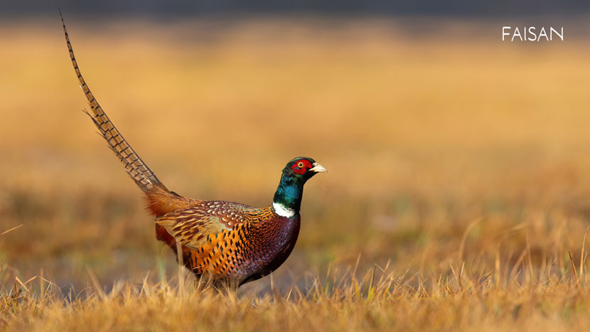 Découvrez Faune Alfort et protégez la faune sauvage 6 Faune Alfort 10 Kraftille Faisan