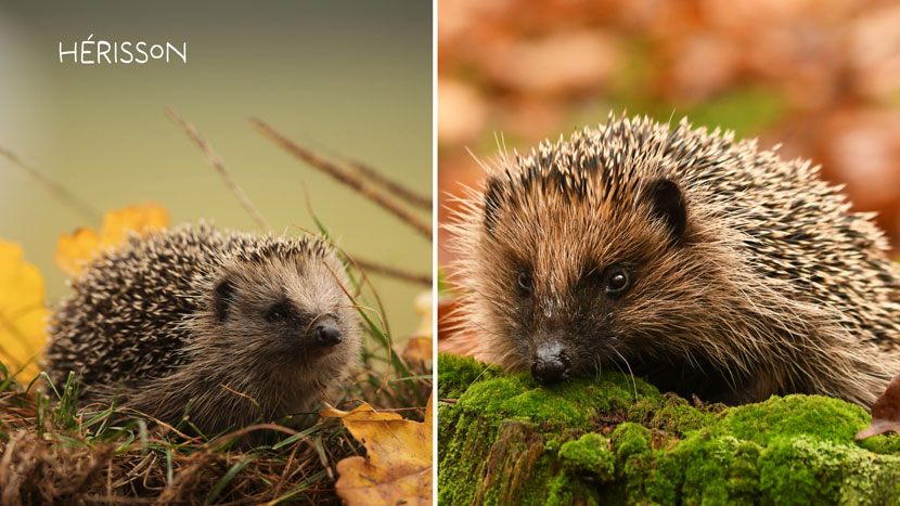 Découvrez Faune Alfort et protégez la faune sauvage 9 Faune Alfort 11 Kraftille Herisson