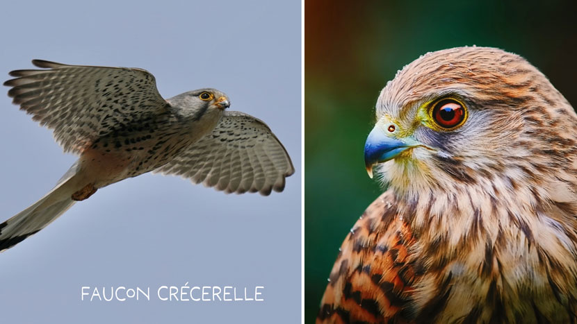 Découvrez Faune Alfort et protégez la faune sauvage 3 Faune Alfort 2 Kraftille Faucon Crecerelle