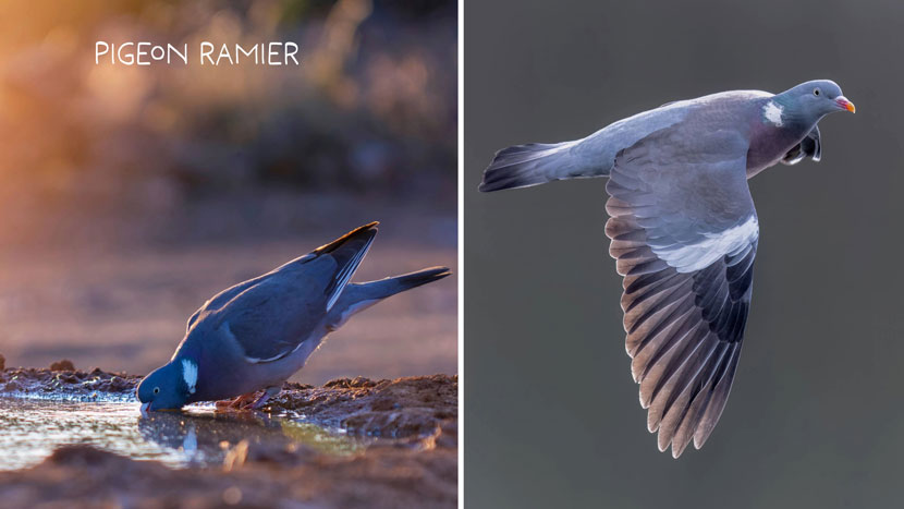 Découvrez Faune Alfort et protégez la faune sauvage 7 Faune Alfort 3 Kraftille Pigeon Ramier