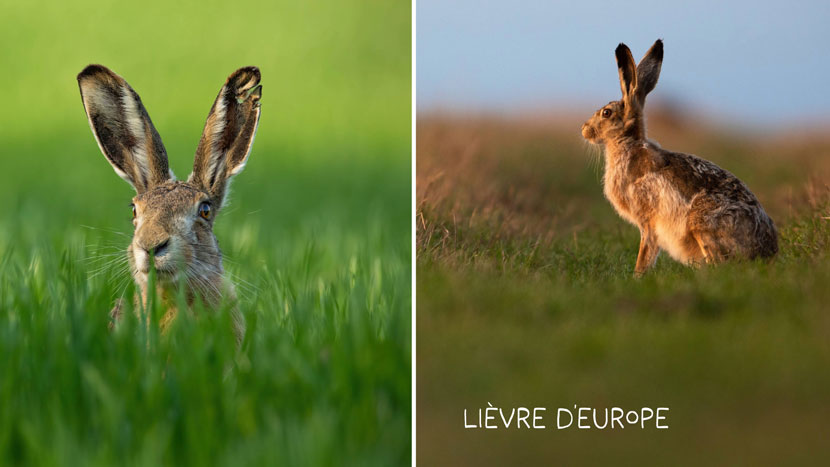Découvrez Faune Alfort et protégez la faune sauvage 8 Faune Alfort 4 Kraftille Lievre d Europe