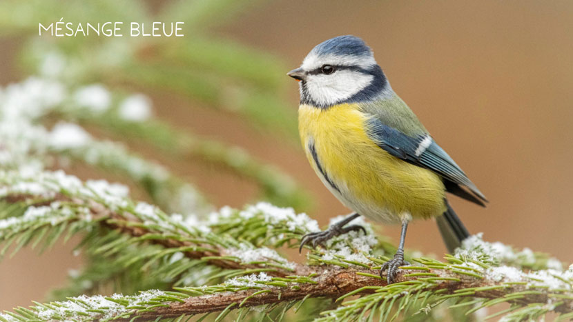 Découvrez Faune Alfort et protégez la faune sauvage 10 Faune Alfort 5 Kraftille Mesange Bleue