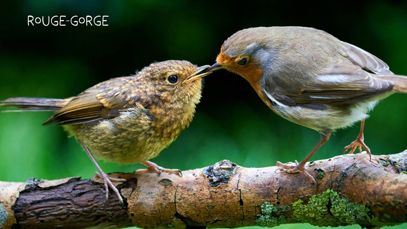 Découvrez Faune Alfort et protégez la faune sauvage 11 Faune Alfort 6 Kraftille Rouge Gorge