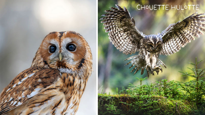 Découvrez Faune Alfort et protégez la faune sauvage 12 Faune Alfort 7 Kraftille Chouette Hulotte