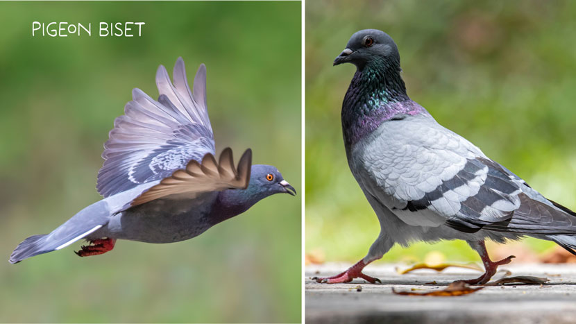 Découvrez Faune Alfort et protégez la faune sauvage 4 Faune Alfort 8 Kraftille Pigeon Biset