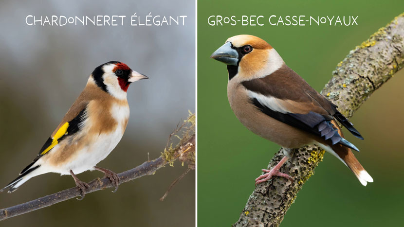 Découvrez Faune Alfort et protégez la faune sauvage 5 Faune Alfort 9 Kraftille Chardonneret Gros Bec